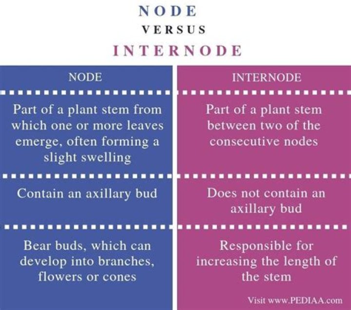 What is the Difference Between Node and Internode